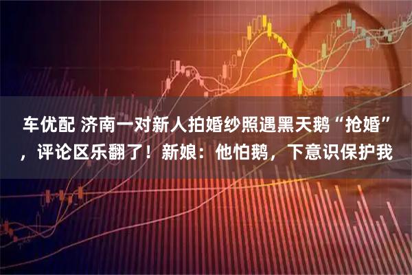 车优配 济南一对新人拍婚纱照遇黑天鹅“抢婚”，评论区乐翻了！新娘：他怕鹅，下意识保护我